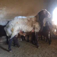 بره