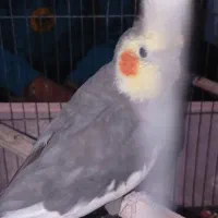 دو عدد عروس هلندی آقا و بانو