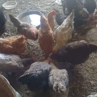 مرغ تخمگذار جوان