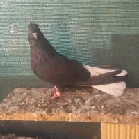 اشعل ماده|پرنده|کارون, |دیوار