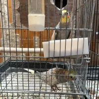 عروس|پرنده|زنجان, |دیوار