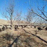 بوقلمون محلی مخصوص شب یلدا|حیوانات مزرعه|اهر, |دیوار