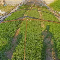 فروش شتیل گوجه