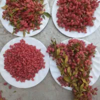 زرشک درجه یک قائنات مشهد وزعفران