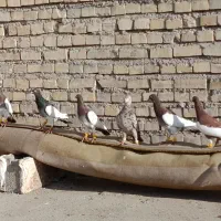 نر درجه یک کبوتر|پرنده|باوی, |دیوار