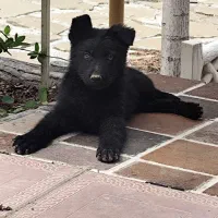 توله ژرمن بلک نر و ماده