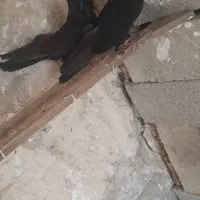 یک جفت زاغ صرب|حیوانات|ایذه, |دیوار