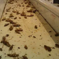 سمپاشی ساس سوسک مار عقرب موش کک موریانه حشرات|خدمات نظافت|آبادان, |دیوار