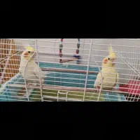 جفت عروس هلندی لوتینو|پرنده|ساری, |دیوار