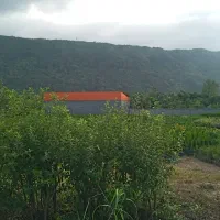 زمین و باغ|فروش زمین و ملک کلنگی|خرم‌آباد (تنکابن), |دیوار