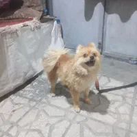 سگه فایبرروباهی|سگ|الیگودرز, |دیوار