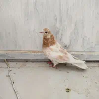 تهرانی زوردار|پرنده|سرپل ذهاب, |دیوار