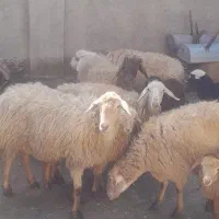 میش سالم جوان بره یکی نره باقی ماده