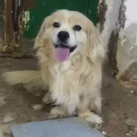 سگ اصیل انگلیسی