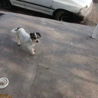 پاکوتاه نژاد شیتزو.سویسی.