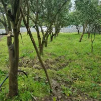 فروش زمین ۵۰۰ متری با درختان پرتقال خونی