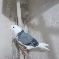 کبوتر پرشی و دوبر گرفته شده