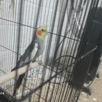 عروس هلندی نر