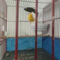 یک جفت قناری|لوازم جانبی حیوانات|هریس, |دیوار