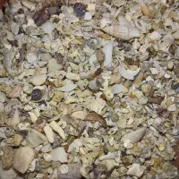 کبوتر،صدف خورد شده ،دانه|پرنده|شیراز, فخرآباد (دروازه کازرون)|دیوار