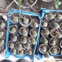 فروش گل و گیاه زیر قیمت بازار|گل و گیاه طبیعی|پرهسر, |دیوار