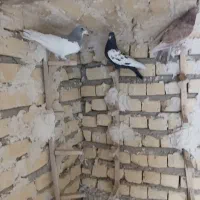 کبوتر بهبهانی بزن|پرنده|شیراز, کرونی(خاتونک)|دیوار