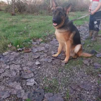 سلام سگ ژرمن یک ساله