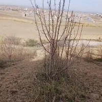 فروش نهال گلابی اسپادانا ۵ ساله در حال باردهی