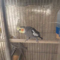 عروس هلندی مولد با جوجه هاش