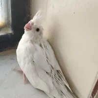 جوجه عروس هلندی آلبینو