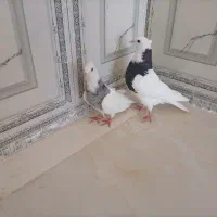 طوقی|پرنده|باوی, |دیوار