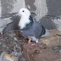 کبوتر شازده سبز