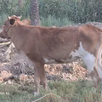 گاو جرسی و گوساله هلشتاین با یک گوساله بچر جرسی|حیوانات مزرعه|آبادان, |دیوار