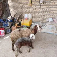 7عددمیش زایده شکم اول شکم دوم