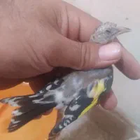 سهره بستان اباد|پرنده|تبریز, |دیوار