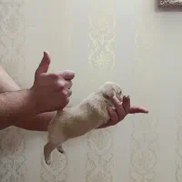 سگ پامر اشپیتز|سگ|اردبیل, |دیوار