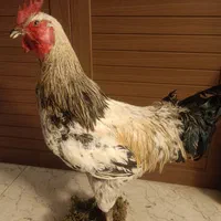 مجسمه