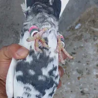 نر و ماده|پرنده|زاهدان, |دیوار