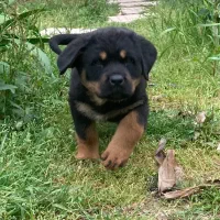 روتوایلر با کیفیت بالا مناسب نگهبانی و خانواده