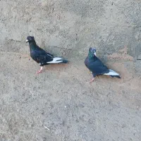 کفتر مینا کاکلی کرمونی نر