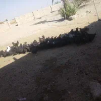 مرغ|حیوانات مزرعه|شیراز, ارم|دیوار