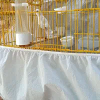 قناری|پرنده|مهاباد (آذربایجان غربی), |دیوار