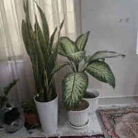 گل باگلدان دیفن باخیا سانسوریا وزامفولیا