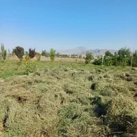 یونجه|خدمات باغبانی و درختکاری|مرند, |دیوار