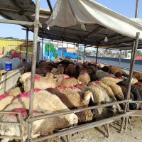 گوسفند زنده