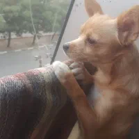 گمشده|حیوانات|ارومیه, |دیوار