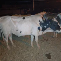 گوساله نر