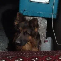 توله ژرمن|سگ|کرمان, |دیوار