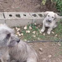 سگ پاراق|سگ|گرمی, |دیوار