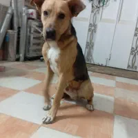 واگذاری سگ شش ماهه میکس ژرمن ودورمن